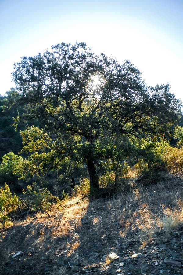 Cork oak stock photo. Image of mediterranean, bloom, wood 53263168