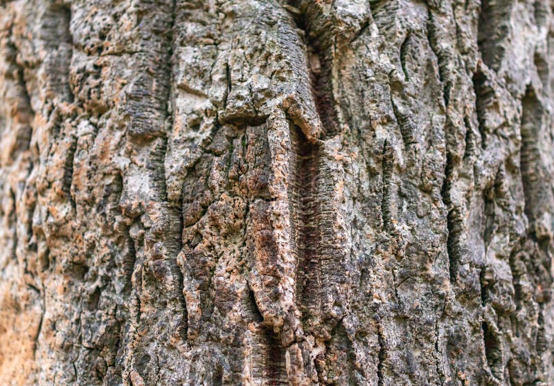 Cork Oak Tree Bark Texture. Old Tree Bark Texture Stock Image Image