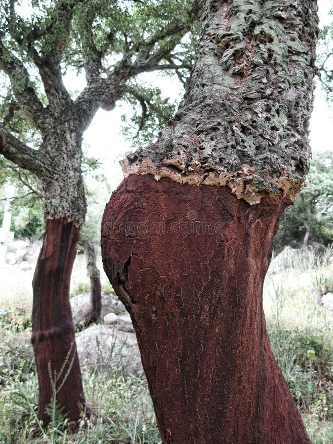 Cork Oak Tree stock image. Image of tree, cork, planting 31537507