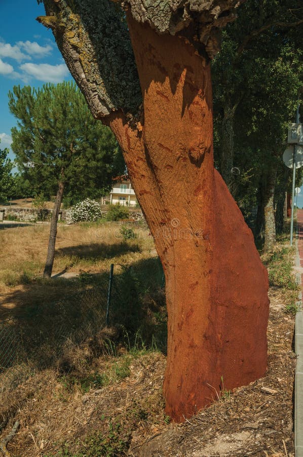 Cork tree trunk with the bark removed