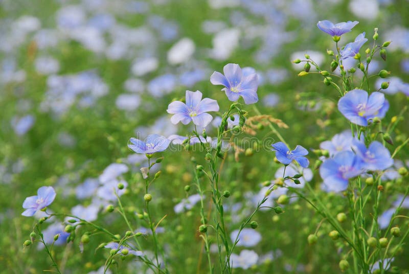 Corn-flower field stock photo. Image of corn, environment - 2395256