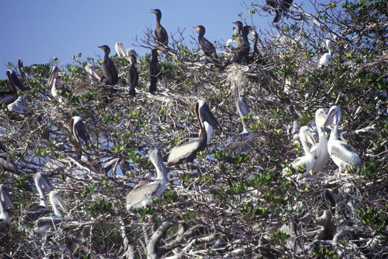 Cormoranes y pelícanos en el parque nacional de los marismas, 10.000 islas, FL de Brown foto de archivo Cormoranes y pelícanos en el parque nacional de los marismas, 10.000 islas, FL de Brown foto de archivo