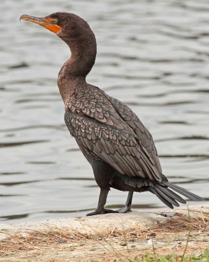 cormorant стоковая фотография rf cormorant стоковая фотография rf