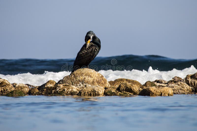 Cormorant Bird on a Rock at a Beach Stock Photo Image of rock