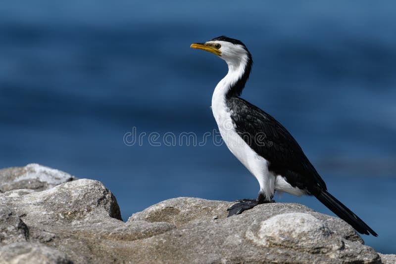 Cormorant bird standing on rocks