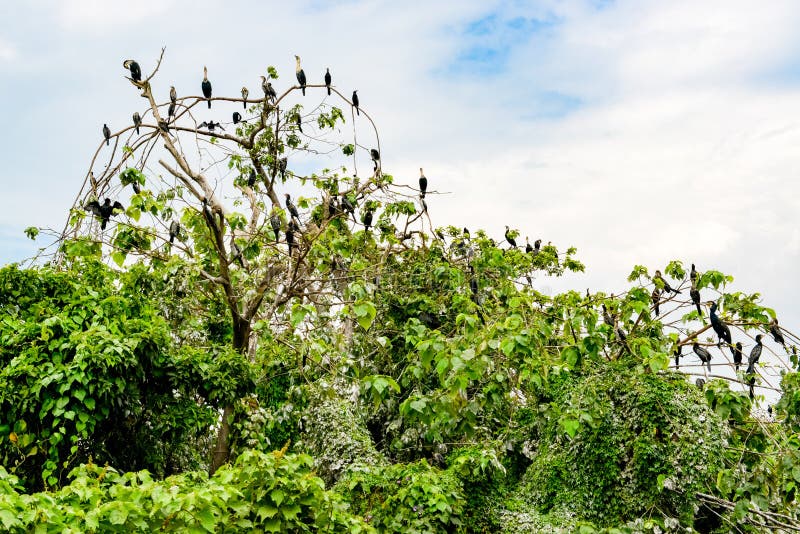 Lots of cormorant birds on trees and bushes in Uganda. Cormorant birds sitting on riparian vegetation near River Nile, Uganda royalty free stock photo