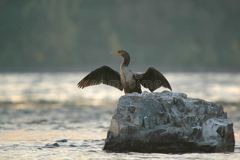 Cormorant drying wings