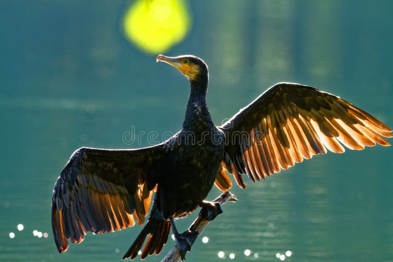 Cormorant drying wings,backlight