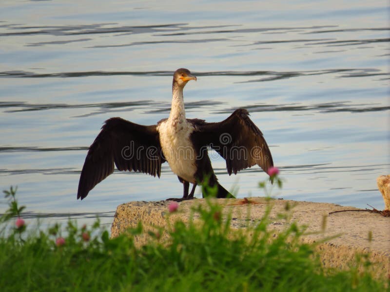 Cormorant drying wings on the concrete pier on sea background