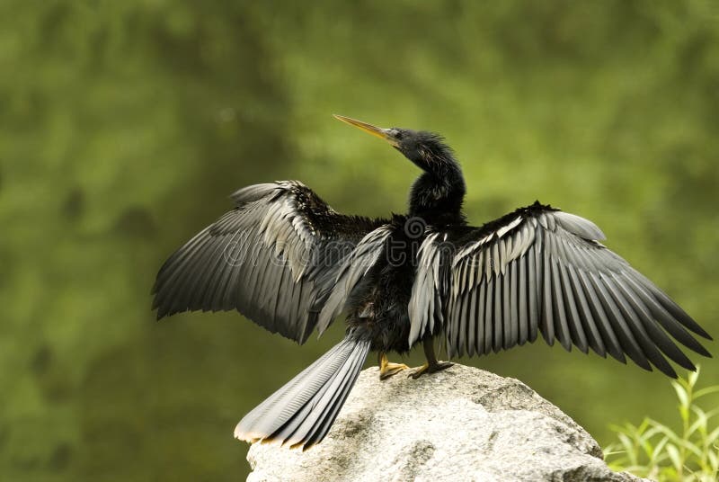 Cormorant Drying Wings Full