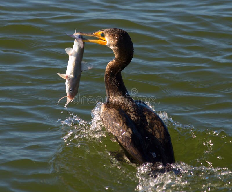 Cormorant Eating Catfish stock photo. Image of catfish 28053600