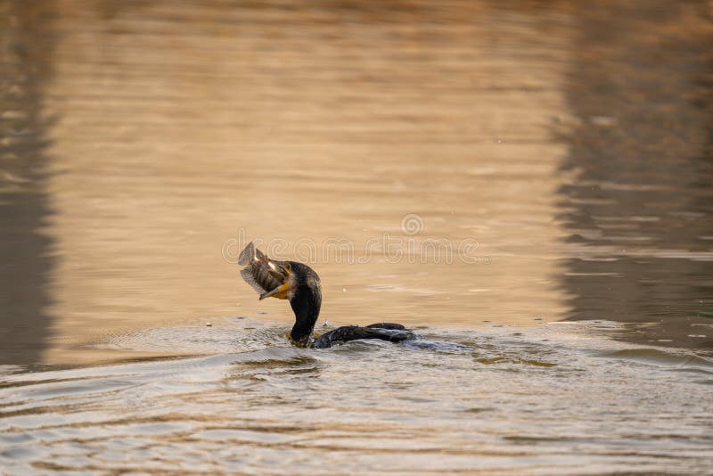 Cormorant Eating a Fish stock photo. Image of fins, wildlife 256142222