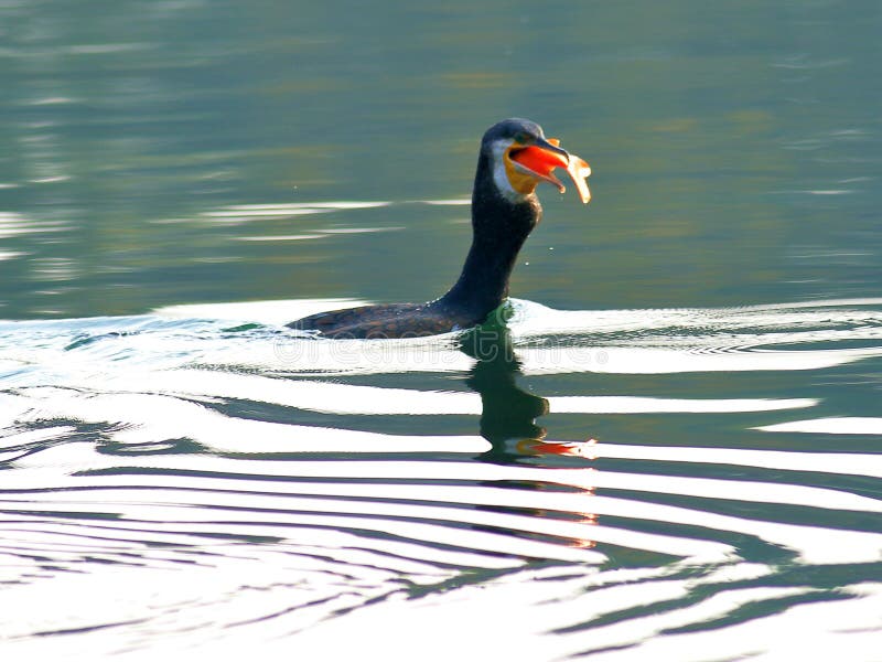 Cormorant eating fish stock photo. Image of nature, colorful 82664132