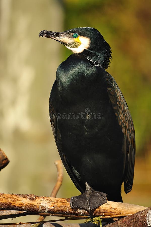 Cormorant grand (carbo de Phalacrocorax) photos stock Cormorant grand (carbo de Phalacrocorax) photos stock