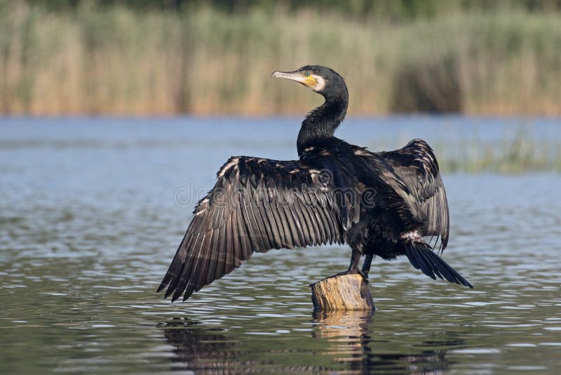 Cormorant grand, carbo de Phalacrocorax images libres de droits Cormorant grand, carbo de Phalacrocorax images libres de droits