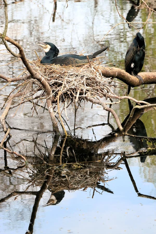 Cormorant , Great Cormorant Stock Photo Image of emigrant, field