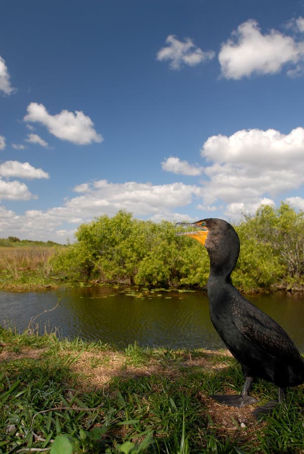 Cormorant Habitat