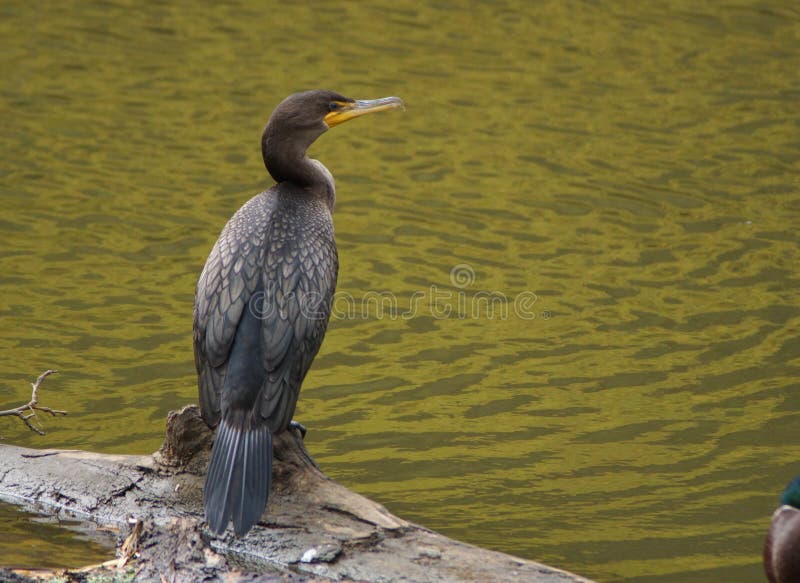 Cormorant on log with sun setting on the water. Log animal stock images, royalty-free photos and pictures