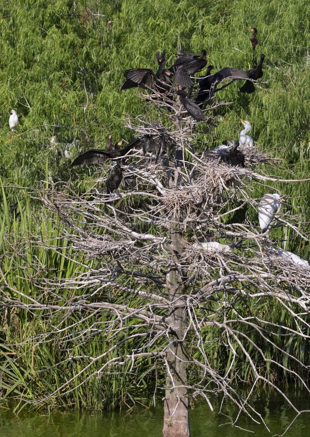 Cormorant Nesting Colony