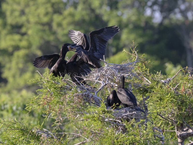 Cormorant Nesting Colony
