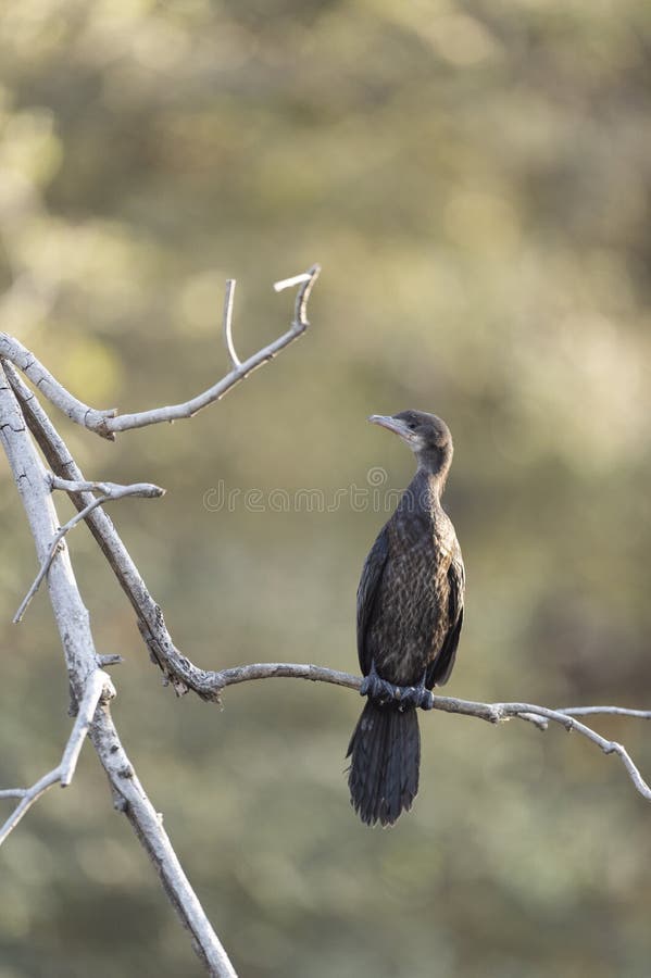 Cormorant, parco nazionale di Ranthambhore, Ragiastan, India immagine stock Cormorant, parco nazionale di Ranthambhore, Ragiastan, India immagine stock