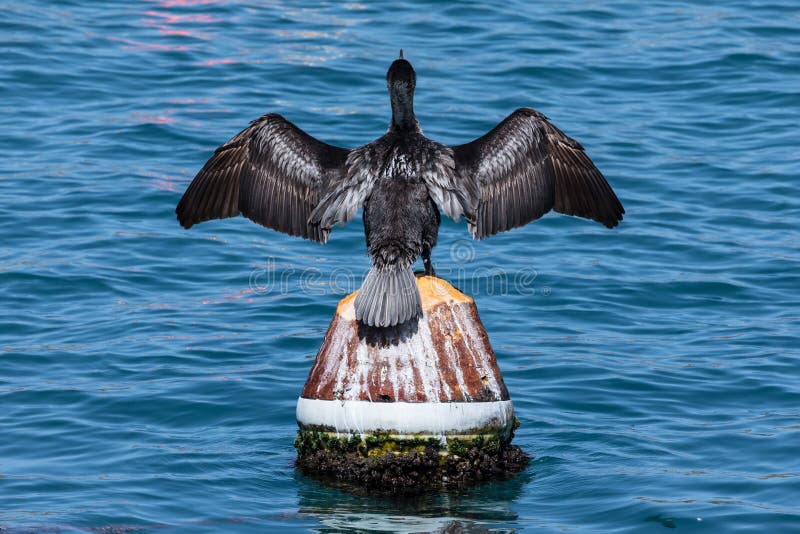 A cormorant is perched on a buoy inside a fishing port.