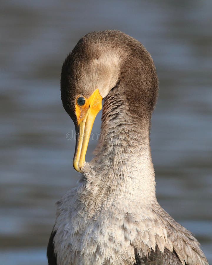 Uccelli pavoneggiarsi Un immaturo doppio crestato cormorano Phalacrocorax auritus pavoneggiarsi con le sue piume.