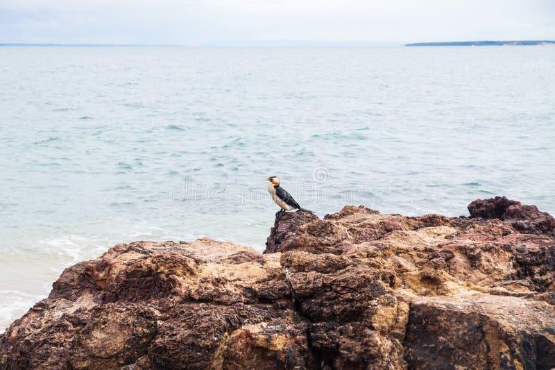 Cormorant seabird on red rock along the coast of Cowes, Phillip Island, Victoria, Australia