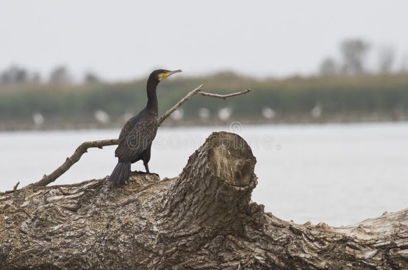 Cormorant Sitting on a Flooded Hole. Stock Photo Image of water, lake