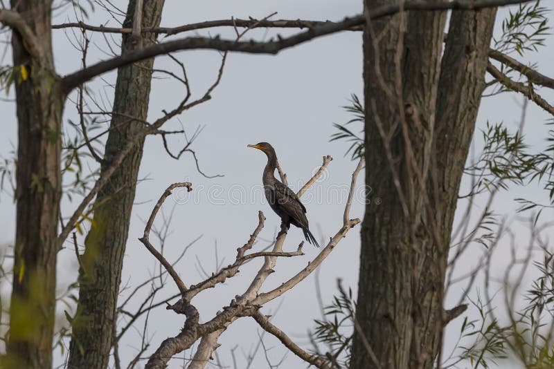 Cormorant Sitting on a Tree Above the River. Stock Image Image of