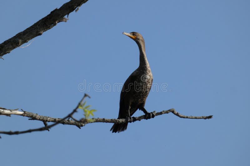 Cormorant Sitting in a Tree Stock Photo Image of hawk, eagle 277808478