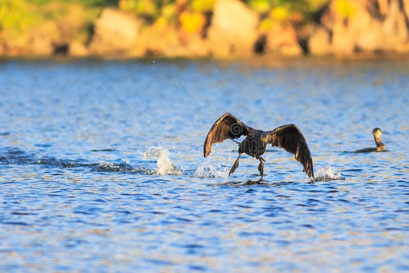 Cormorant stock photo. Image of lake, natural, animal 35256772