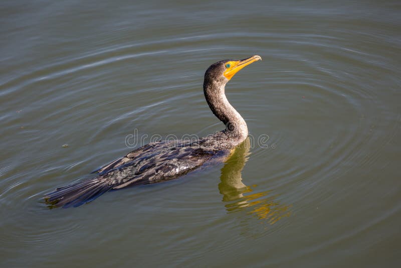 Cormorant with a Yellow Beak on the Lake Under the Sunlight in Florida in the US Stock Image