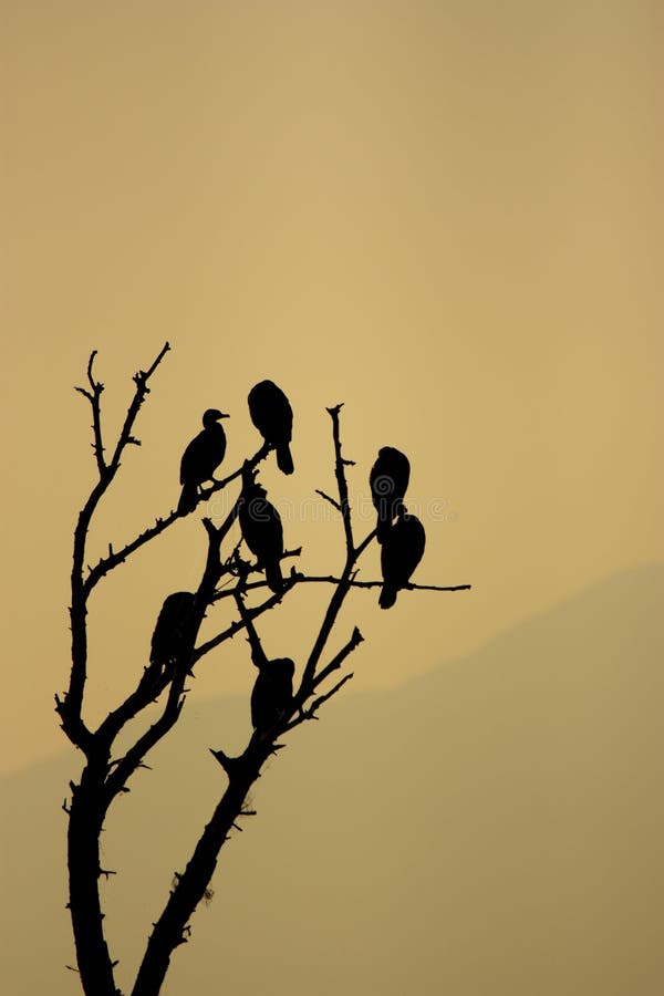 Cormorants on a tree at sunset