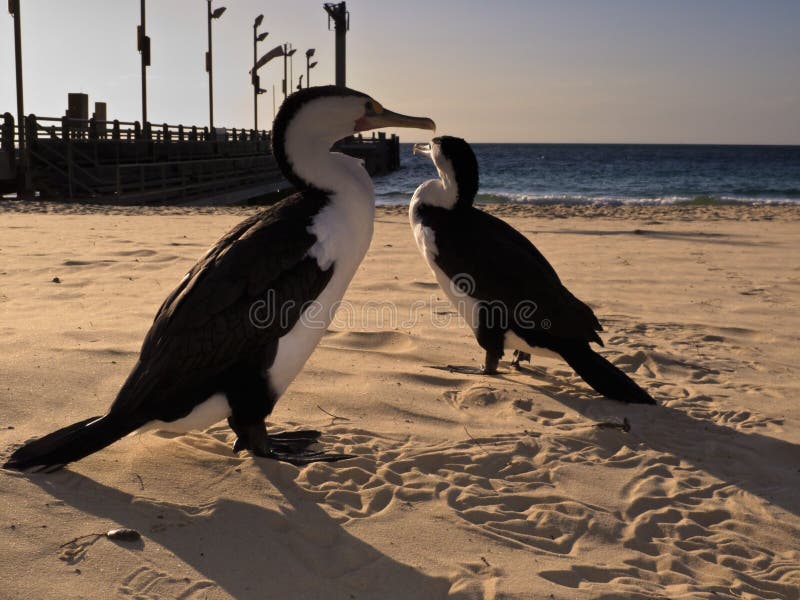 Cormorants Walking on Beach at Moreton Island, AU Stock Image Image