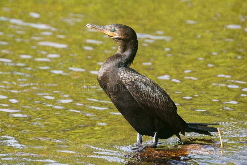 Cormorán imagen de archivo libre de regalías Cormorán imagen de archivo libre de regalías