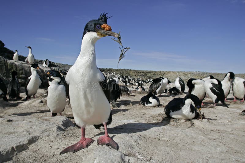 Cormorán del rey, albiventer de los atriceps del Phalacrocorax imágenes de archivo libres de regalías