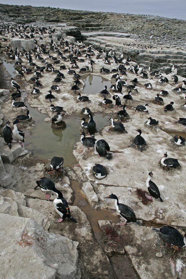 Cormorán del rey, albiventer de los atriceps del Phalacrocorax fotografía de archivo