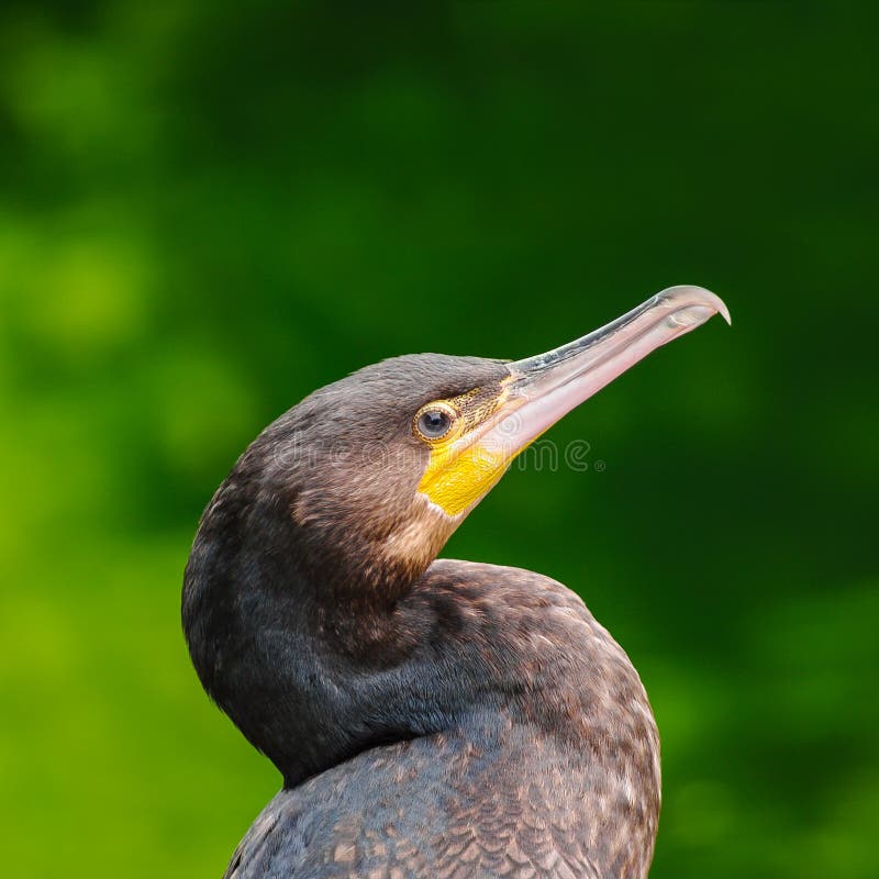 Cormorán hermoso del rey que se sienta en el fondo verde imagen de archivo libre de regalías