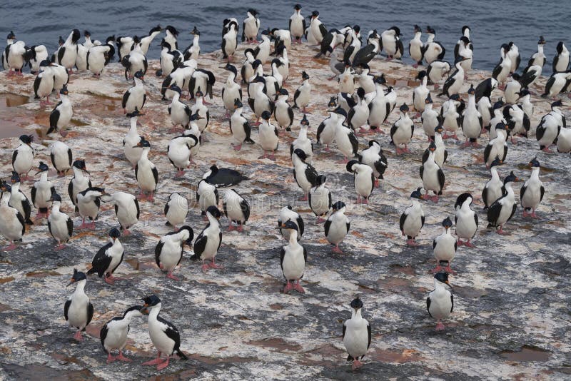 Cormorán imperial en las islas falkland fotografía de archivo libre de regalías