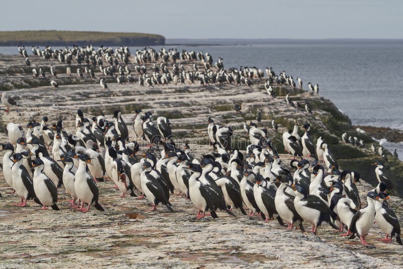 Cormorán imperial en las islas falkland imágenes de archivo libres de regalías