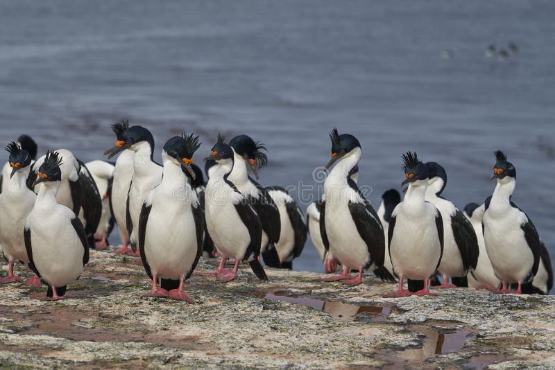 Cormorán imperial en las islas falkland foto de archivo