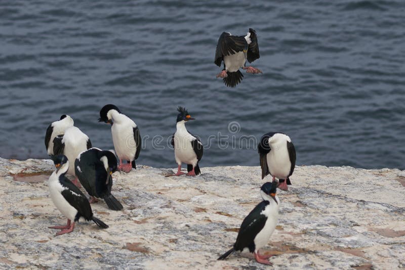 Cormorán imperial que llega a tierra en las islas falkland foto de archivo libre de regalías