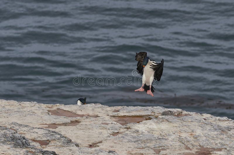 Cormorán imperial que llega a tierra en las islas falkland imagen de archivo libre de regalías