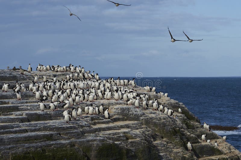 Cormorán rey en isla más débil en las islas falkland imagen de archivo