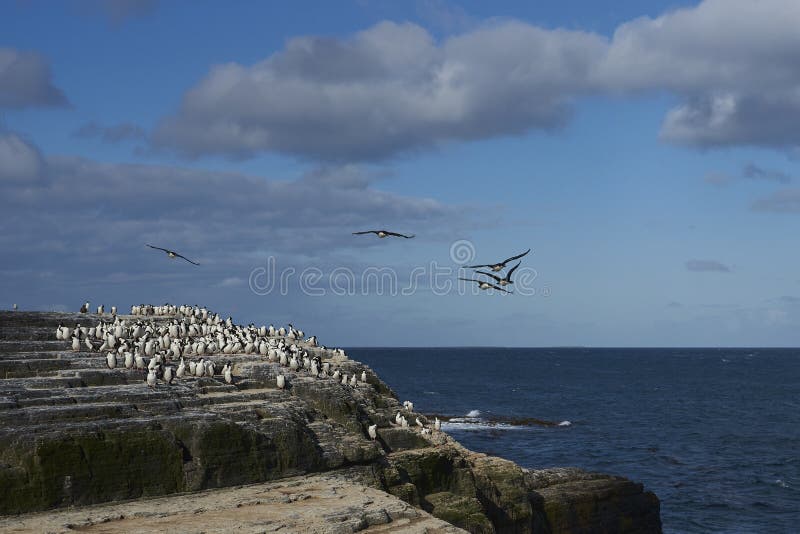 Cormorán rey en isla más débil en las islas falkland imagenes de archivo