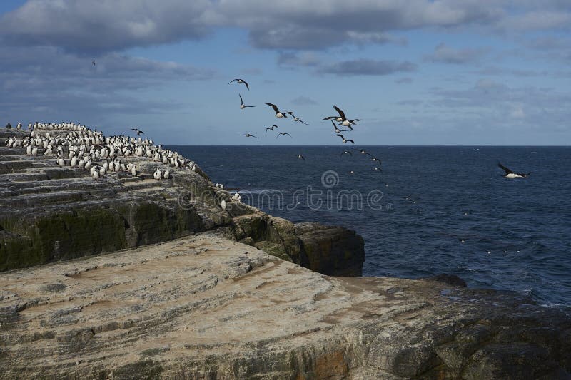 Cormorán rey en isla más débil en las islas falkland imagenes de archivo