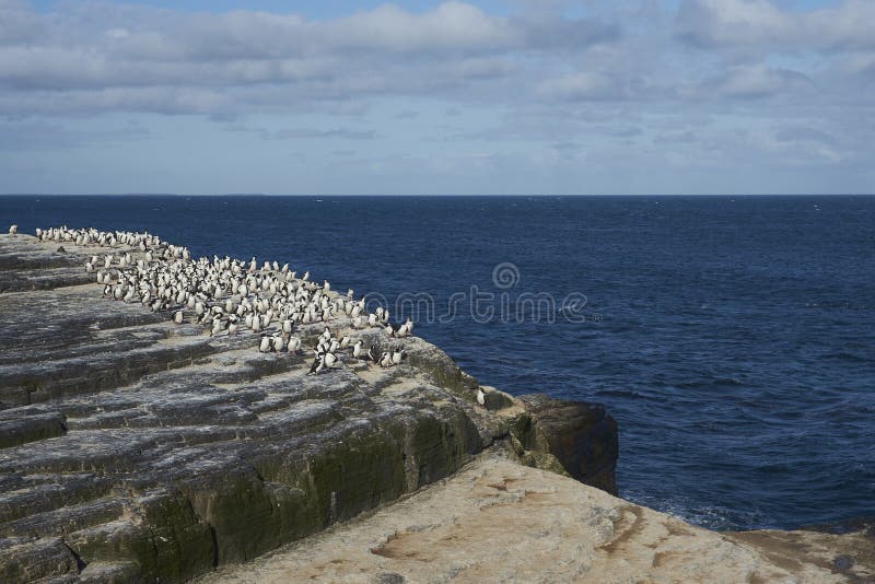 Cormorán rey en isla más débil en las islas falkland imagen de archivo