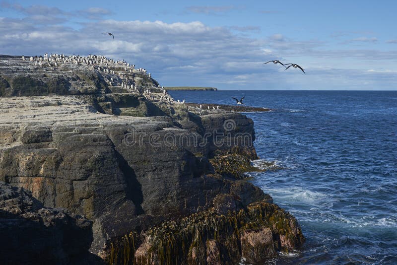 Cormorán rey en la costa de la isla de bleaker. imagenes de archivo