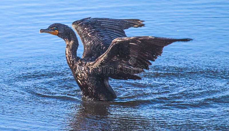 Cormorão Dobro-com crista na água com propagação das asas foto de stock Cormorão Dobro-com crista na água com propagação das asas foto de stock
